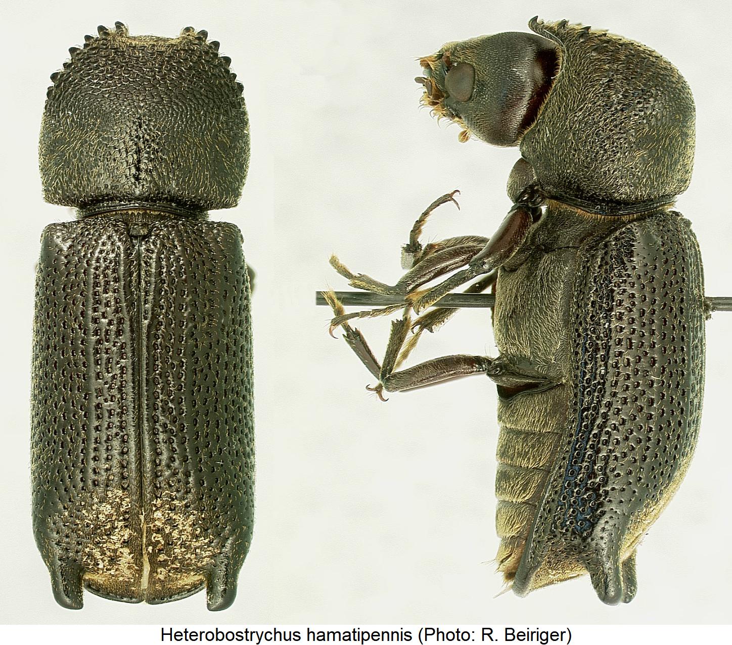 heterobostrychus_hamatipennis_hab1.jpg