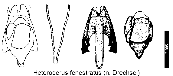 heterocerus_fenestratus.gif