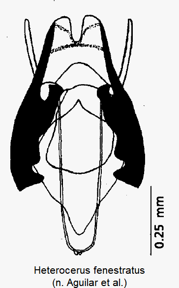 heterocerus_fenestratus2.gif