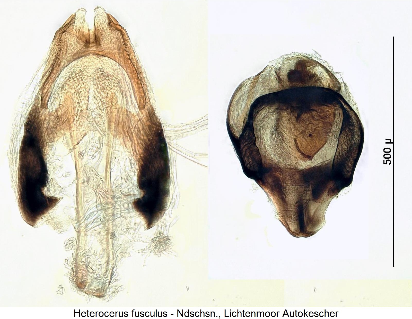 heterocerus_fusculus.jpg