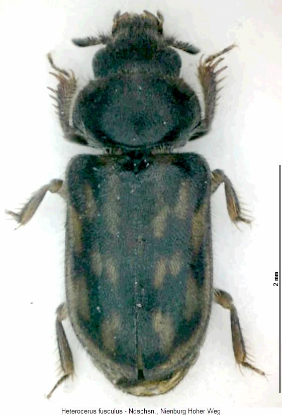 heterocerus_fusculus_hab.jpg