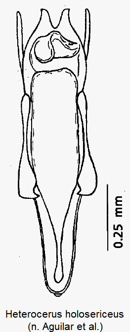 heterocerus_holosericeus.gif