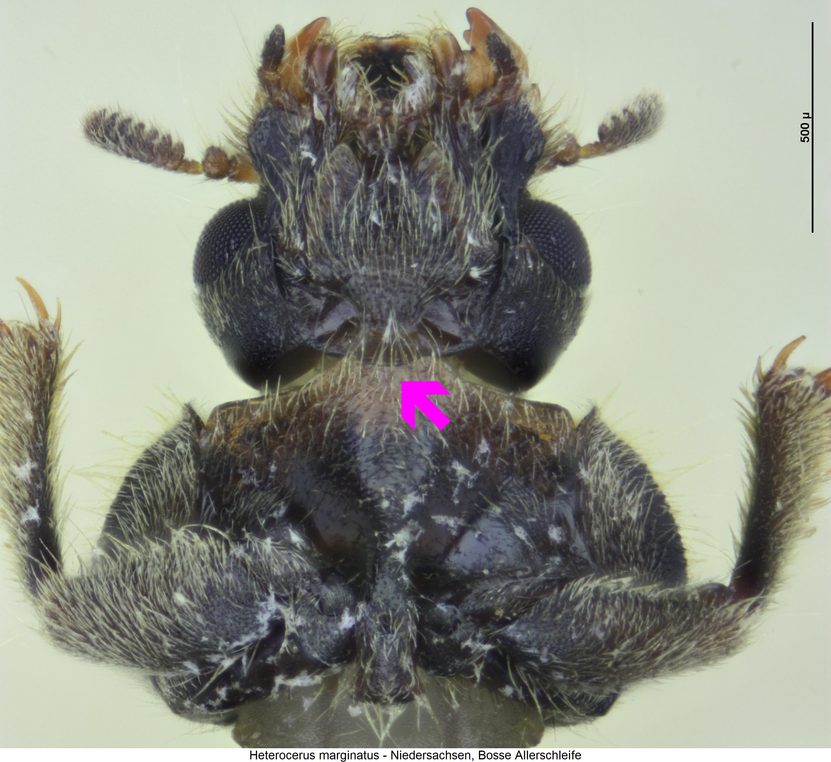 heterocerus_marginatus_us.jpg