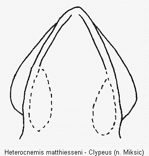 heterocnemis_matthiesseni_clypeus.gif