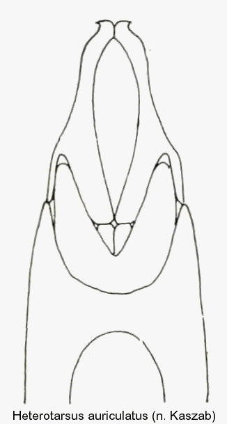heterotarsus_auriculatus_aed.gif