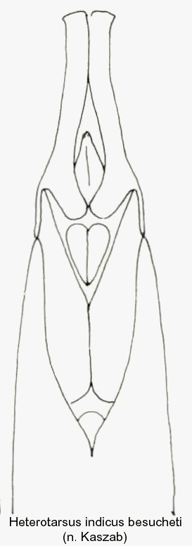heterotarsus_indicus_besucheti_aed.gif