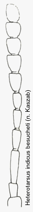 heterotarsus_indicus_f.gif
