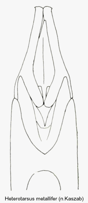 heterotarsus_metallifer_aed.gif