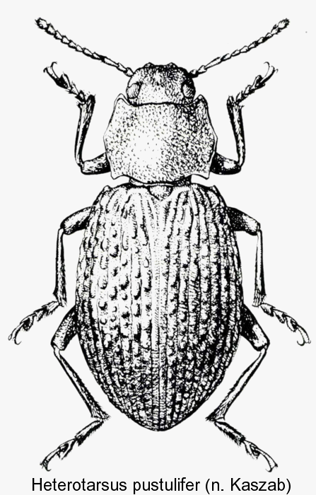 heterotarsus_pustulifer.gif