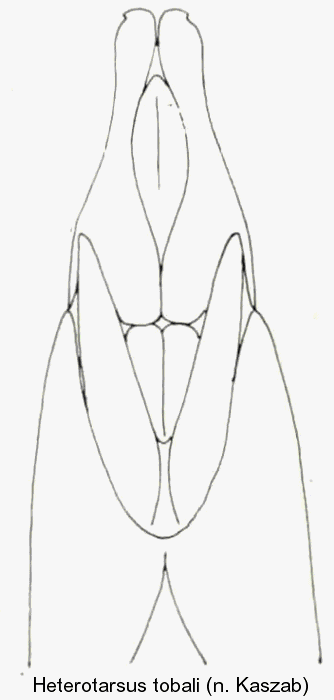 heterotarsus_tobali_aed.gif