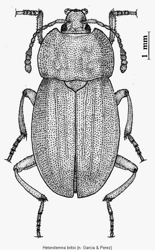 heterotemna_britoi_hab.gif
