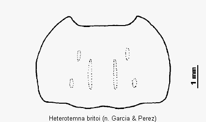 heterotemna_britoi_hsch.gif