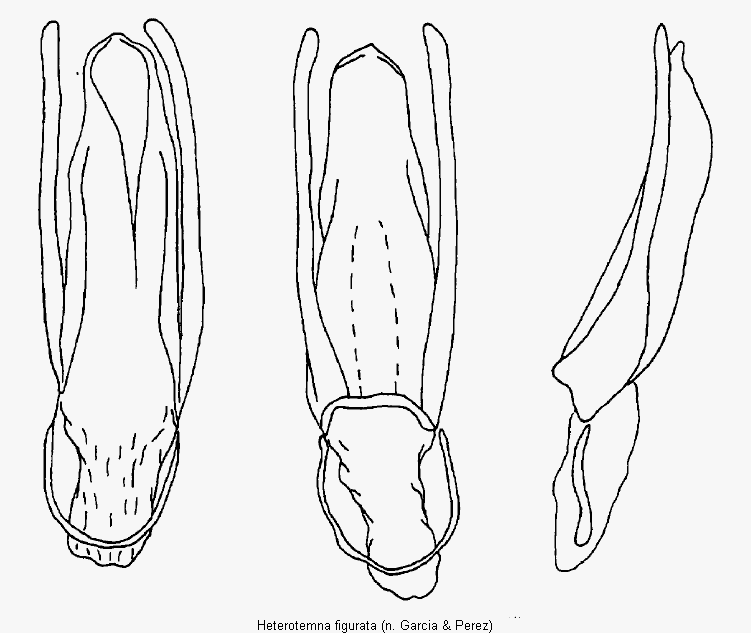 heterotemna_figurata.gif
