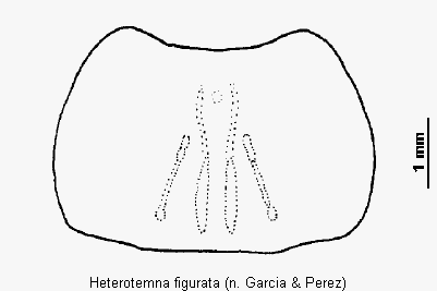 heterotemna_figurata_hsch.gif