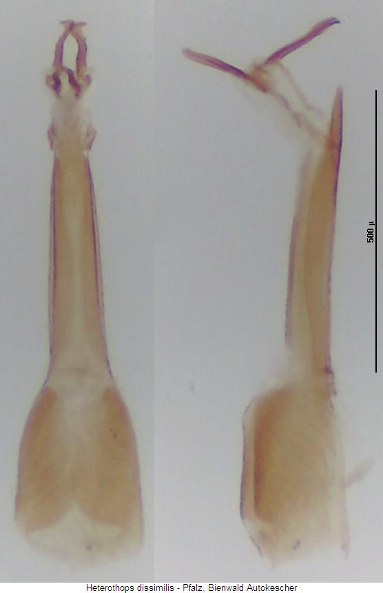 heterothops_dissimilis.jpg