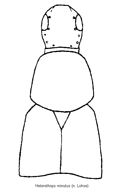 heterothops_minutus_vk.gif