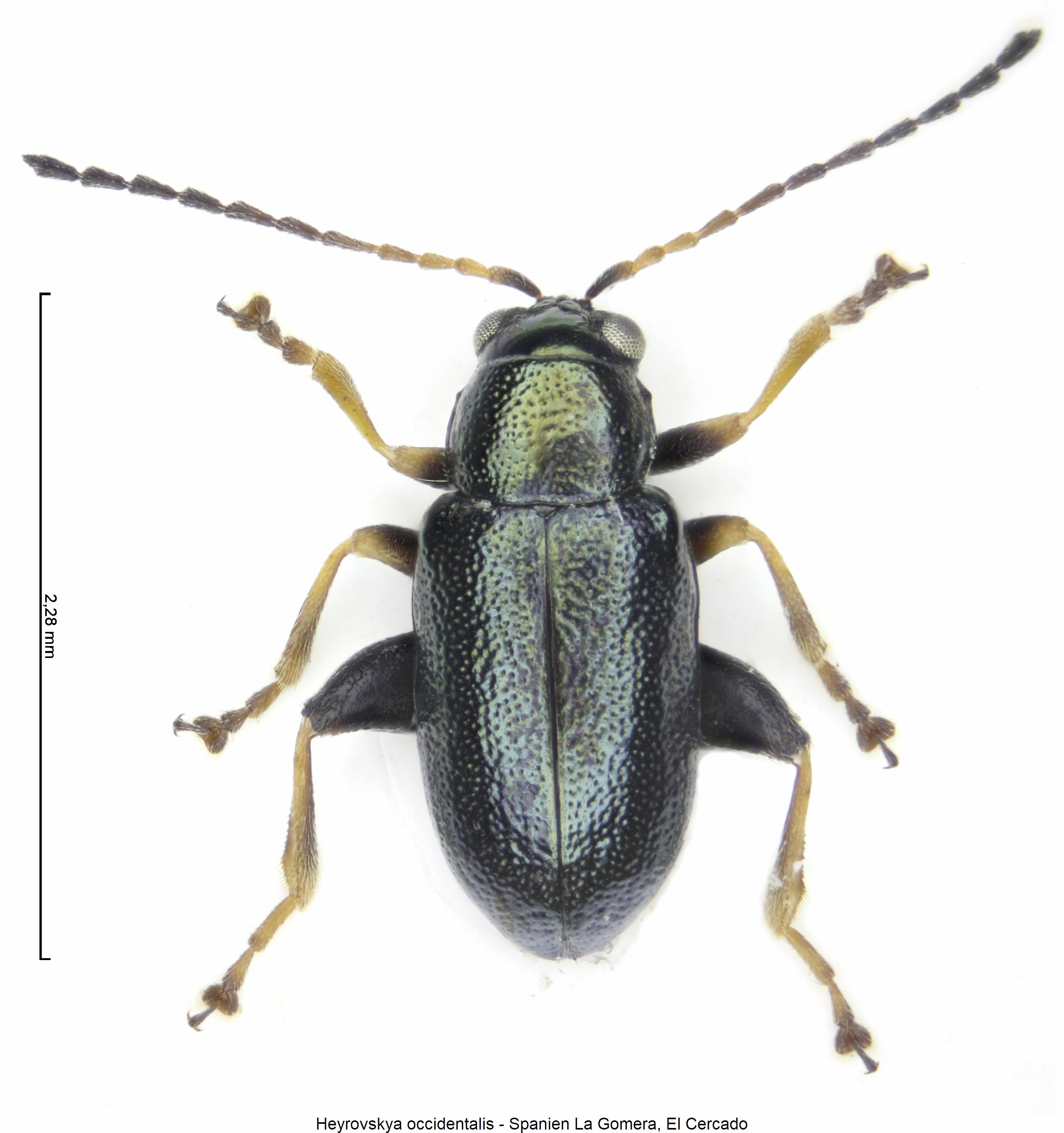heyrovskya_occidentalis_hab1.jpg