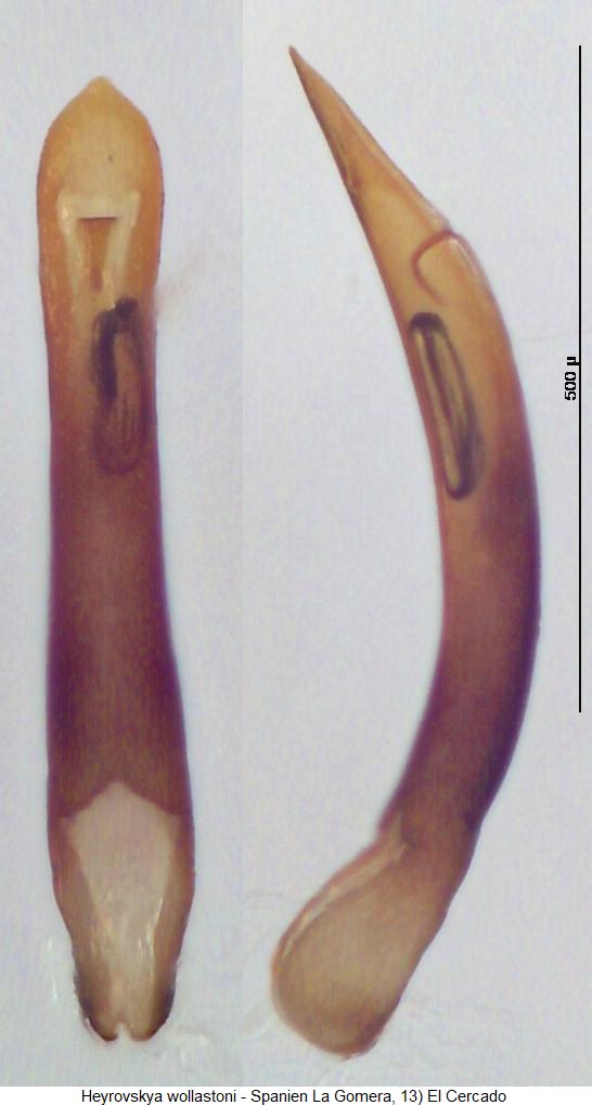 heyrovskya_wollastoni.jpg