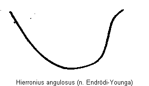 hierronius_angulosus_hsch.gif