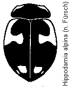 hippodamia_alpina_hab.gif