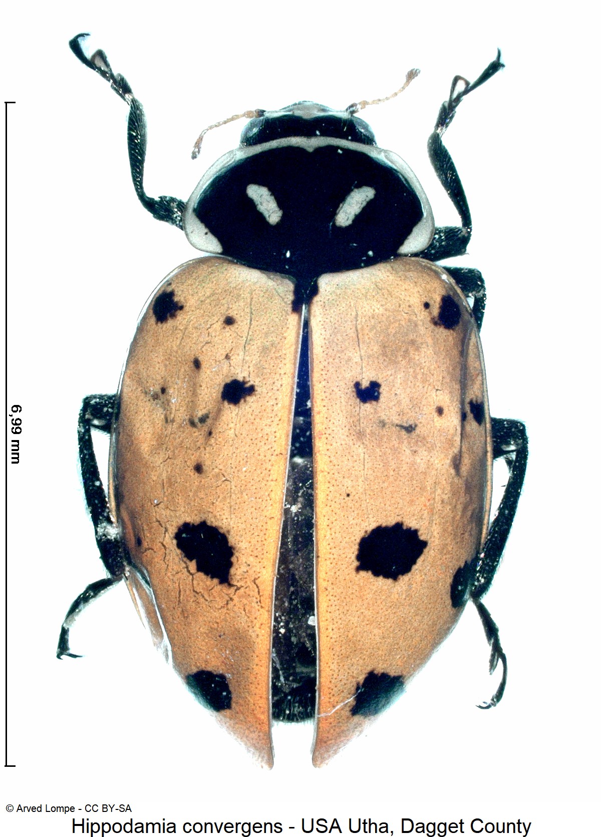 hippodamia_convergens_$22541_hab.jpg