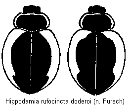 hippodamia_doderoi_hab.gif