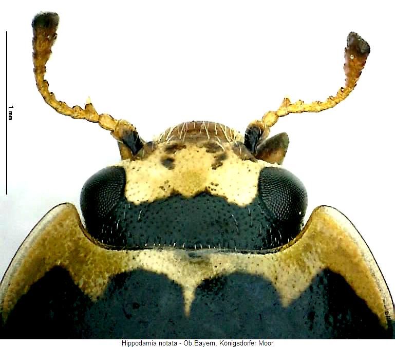 hippodamia_notata_.jpg