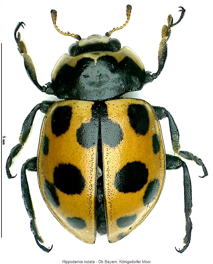 hippodamia_notata_hab.jpg