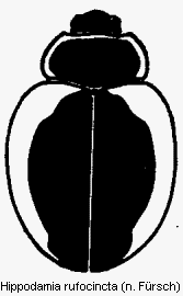 hippodamia_rufocincta_hab2.gif