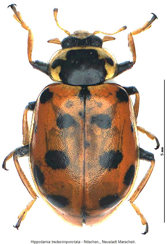 hippodamia_tredecimpunctata_hab.jpg