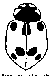 hippodamia_undecimnotata_hab.gif