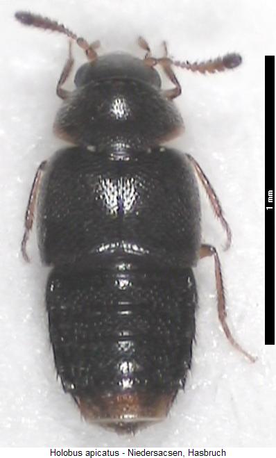 holobus_apicatus_hab.jpg
