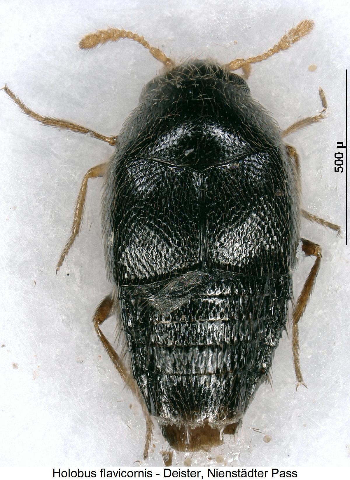 holobus_flavicornis_hab.jpg