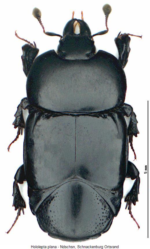 hololepta_plana_hab.jpg
