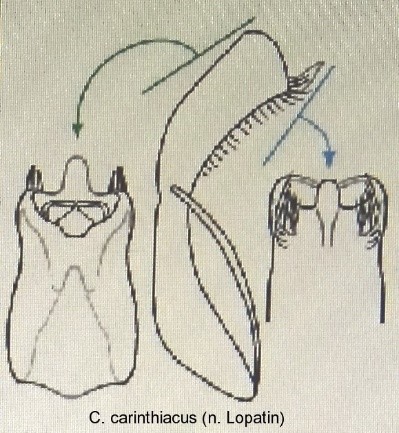 homalopus_carinthiacus_aed.jpg