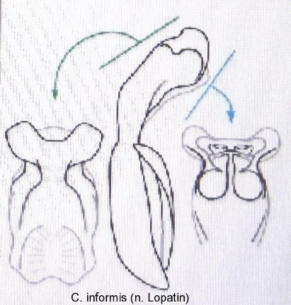 homalopus_informis_aed.jpg