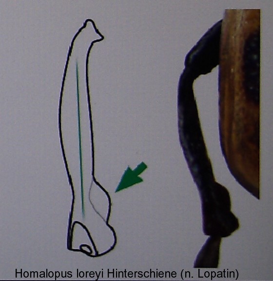 homalopus_loreyi_hinterschiene.jpg