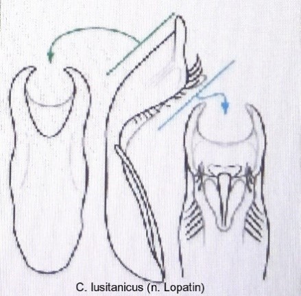 homalopus_lusitans_aed.jpg