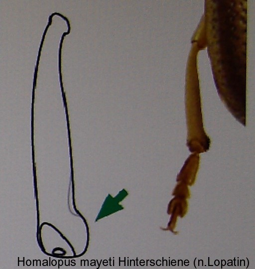 homalopus_mayeti_hinterschiene.jpg