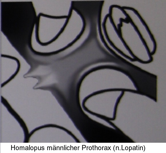 homalopus_prothorax1.jpg