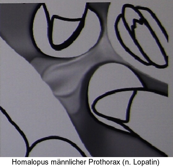 homalopus_prothorax3.jpg
