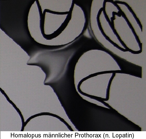 homalopus_prothorax4.jpg