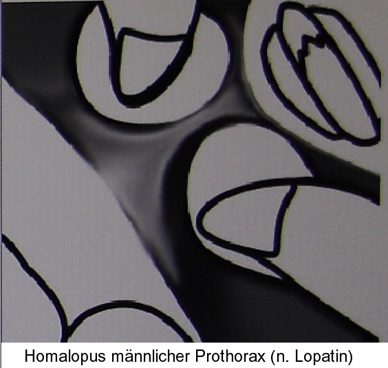 homalopus_prothorax6.jpg