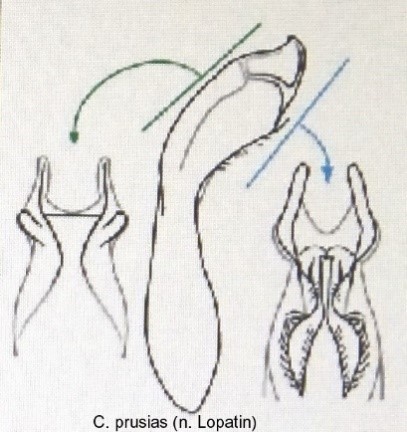 homalopus_prusias_aed.jpg