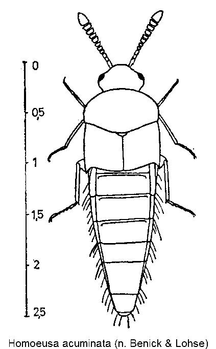 homoeusa_acuminata_hab.gif
