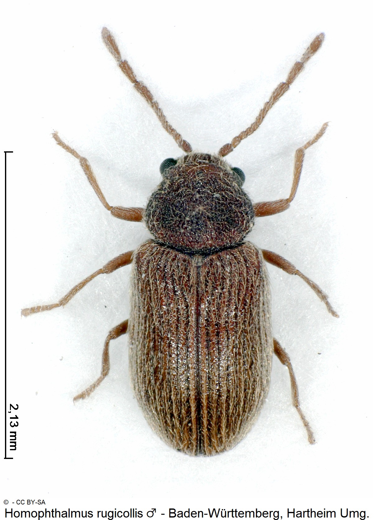 homophthalmus_rugicollis_m_ck30888952_hab.jpg