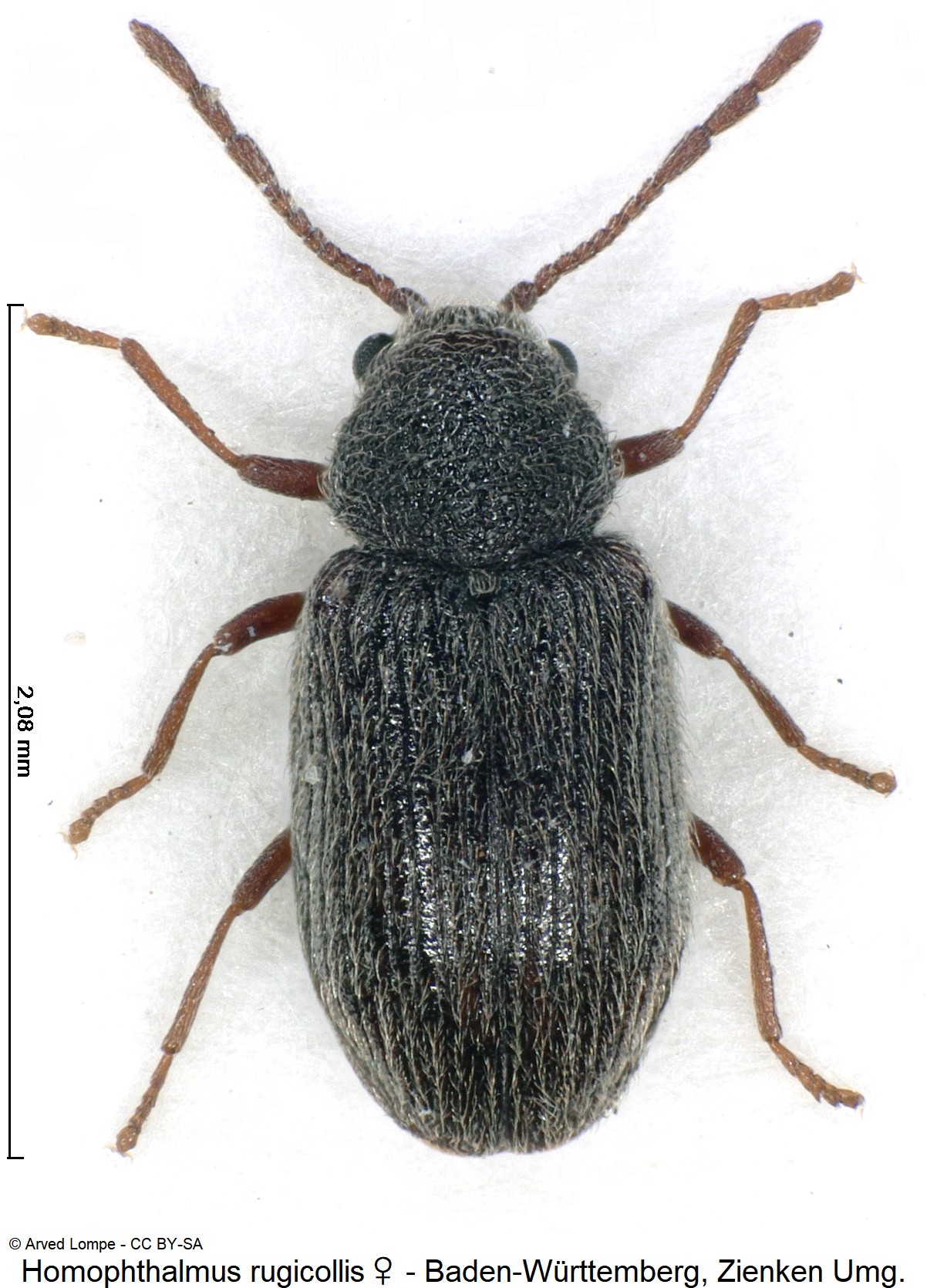 homophthalmus_rugicollis_w_ck30889676_hab.jpg