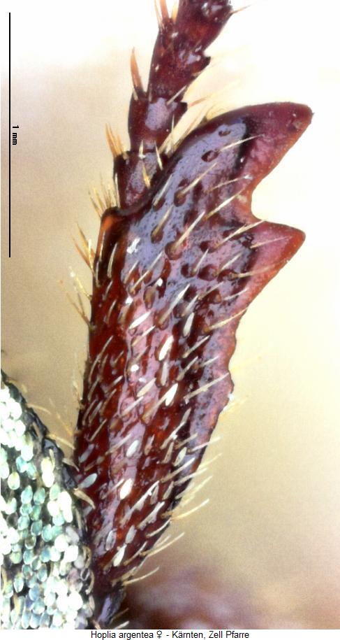 hoplia_argentea_w_vschn.jpg