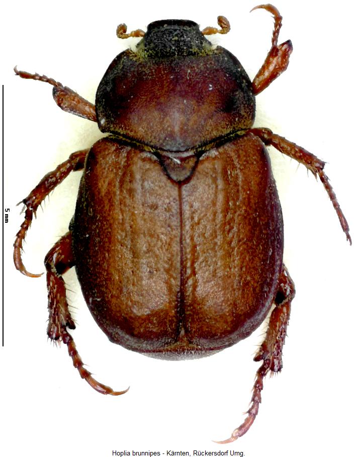 hoplia_brunnipes_hab.jpg