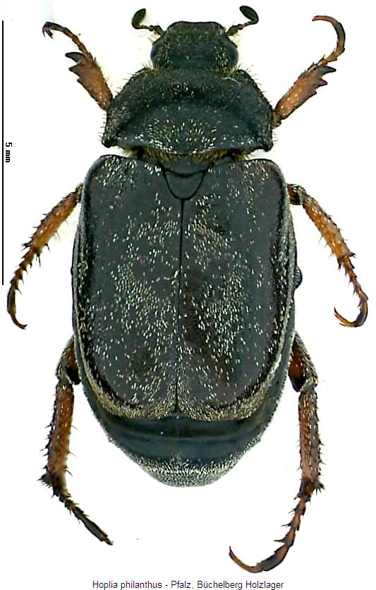 hoplia_philanthus_hab.jpg